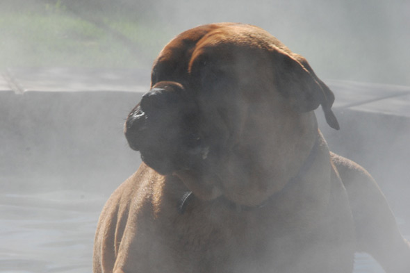 Animal and Pet Cooling Misting Systems
